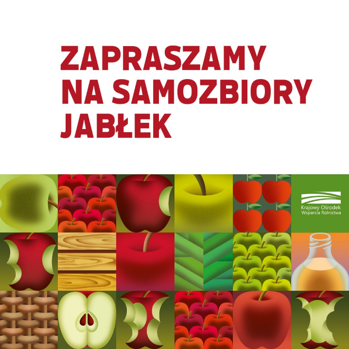 Światowy Dzień Jabłka – KOWR zaprasza na samozbiory