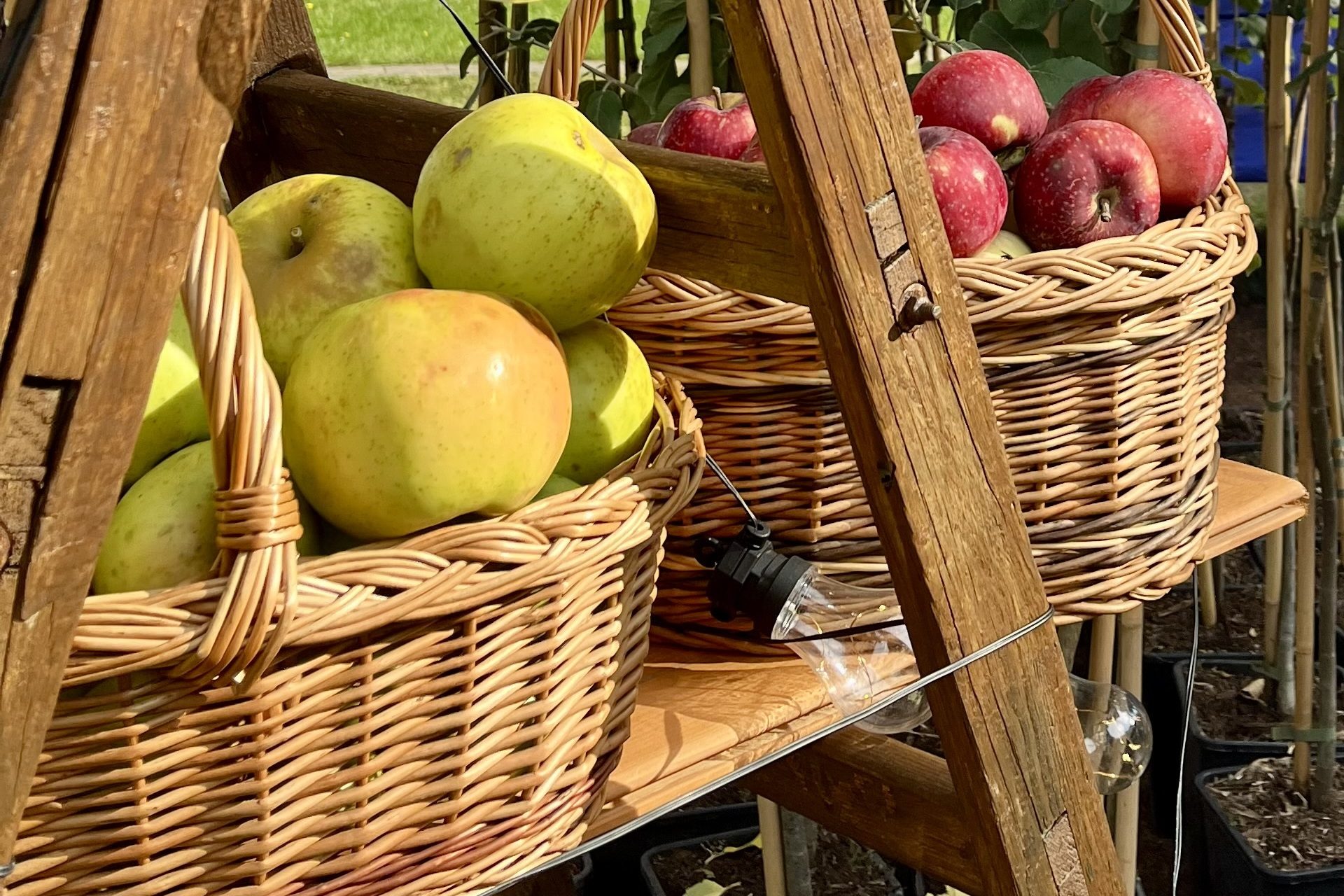 Reneta landsberska – historyczna odmiana jabłoni z Gorzowa Wielkopolskiego